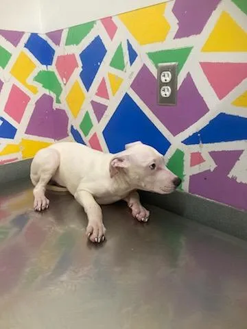 A baby small-sized male Pit Bull Terrier dog named Harry for adoption in Baytown, TX