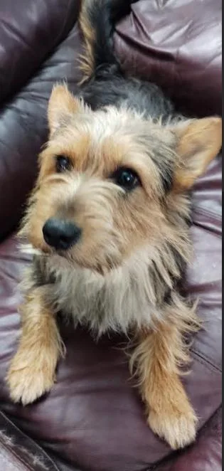 A young small-sized male Yorkshire Terrier dog named Nene In Tx for adoption in Cranston, RI