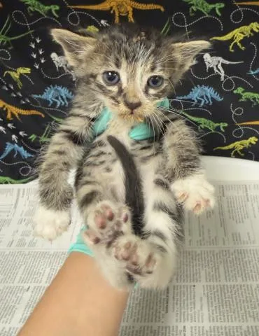 A baby small-sized male Domestic Short Hair cat named Noodle for adoption in Riverside, CA
