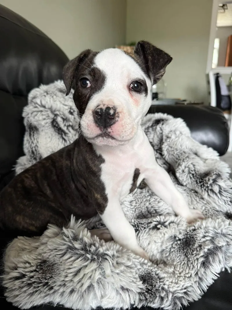 A baby medium-sized male Mixed Breed dog named Angus for adoption in Indianapolis, IN