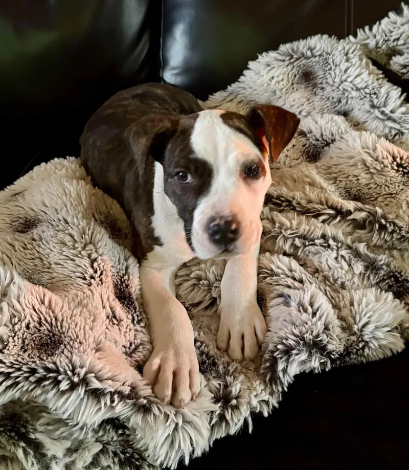 Angus thumbnail 2