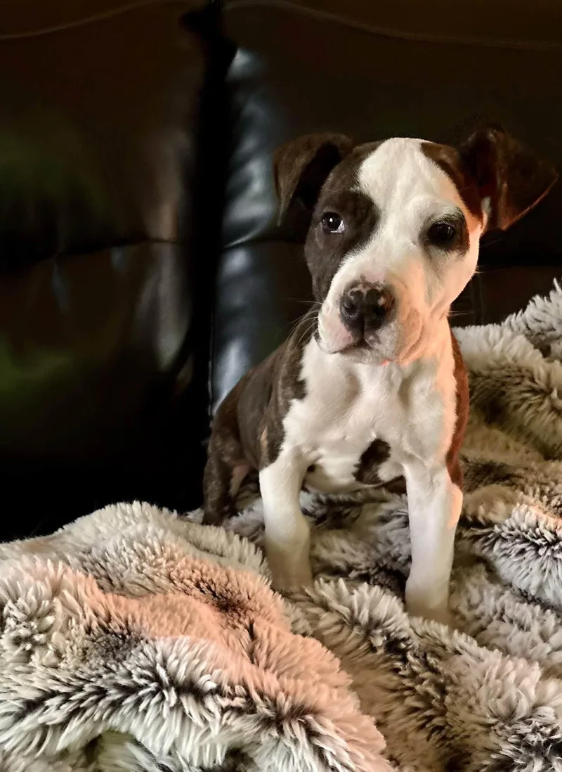 Angus thumbnail 3