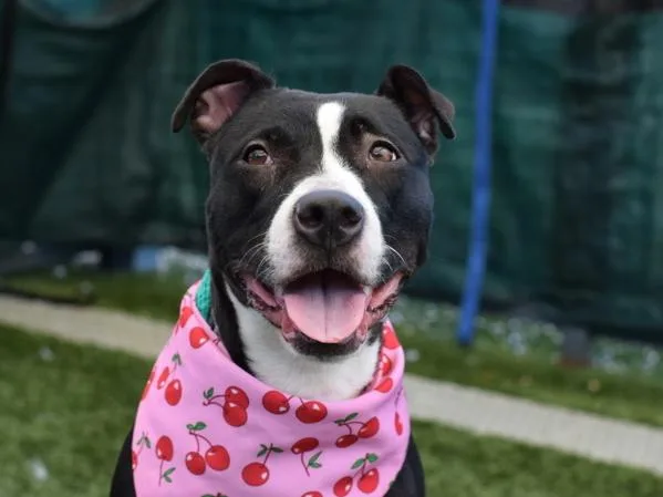 An adult medium-sized female Mixed Breed dog named Moo Moo for adoption in Ridgewood, NY