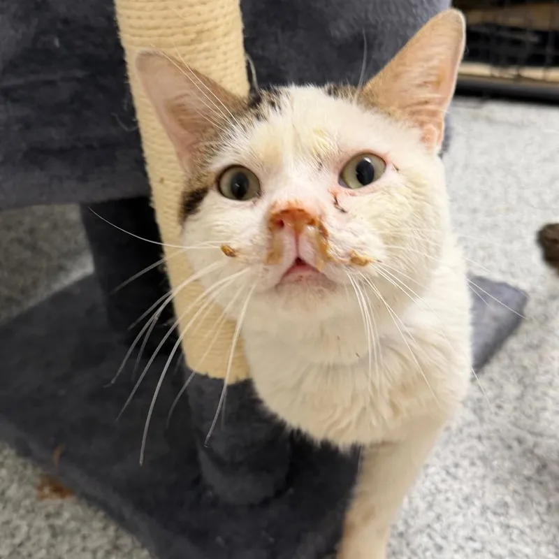 A senior medium-sized male White Turkish Van cat named Archibald for adoption in Wichita, KS