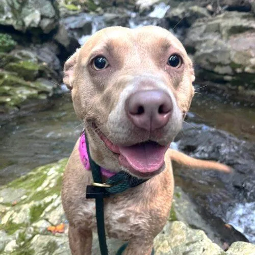 A young medium-sized female Brown / Chocolate Pit Bull Terrier dog named Henna SCAS for adoption in Rockaway, NJ