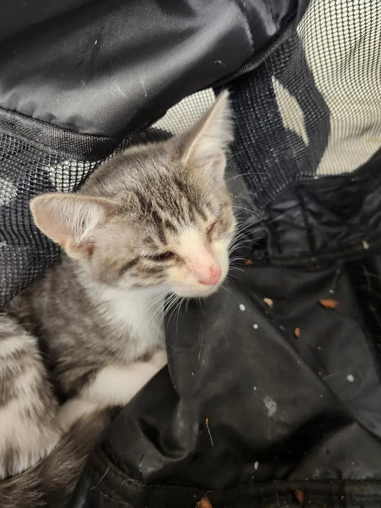 A baby small-sized female Domestic Short Hair cat named Dot for adoption in Lockhart, TX