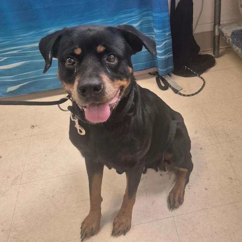 A senior large-sized female Black Rottweiler dog named Raquelle for adoption in Lakeland, FL