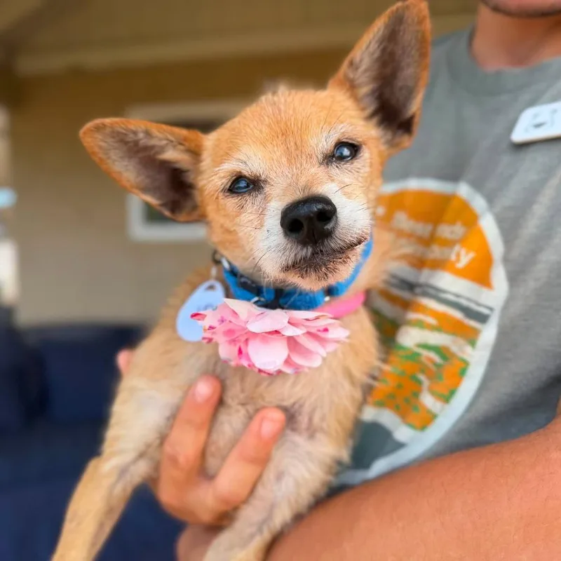 A senior small-sized female Brown / Chocolate Chihuahua dog named Teresa Beetle for adoption in Ramona, CA