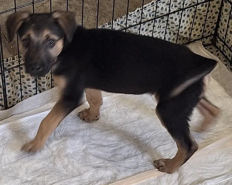 A baby medium-sized female German Shepherd Dog dog named Engine for adoption in Aurora, CO