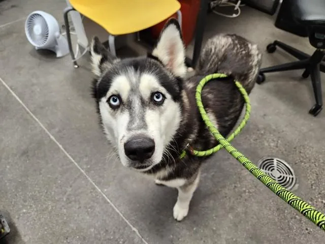 An adult large-sized male Husky dog named Snips for adoption in Mesa, AZ