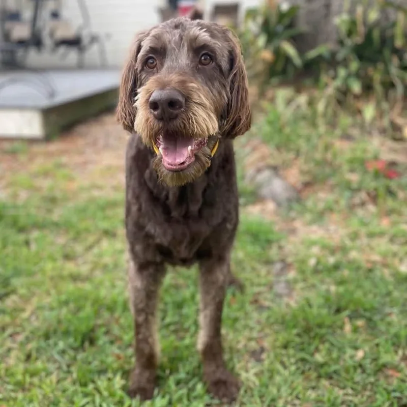 An adult small-sized male Brown / Chocolate German Wirehaired Pointer dog named Rue for adoption in Santa Rosa, CA