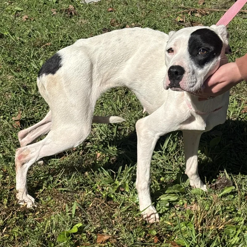 A young medium-sized female White / Cream Pit Bull Terrier dog named Cinderella for adoption in Clanton, AL