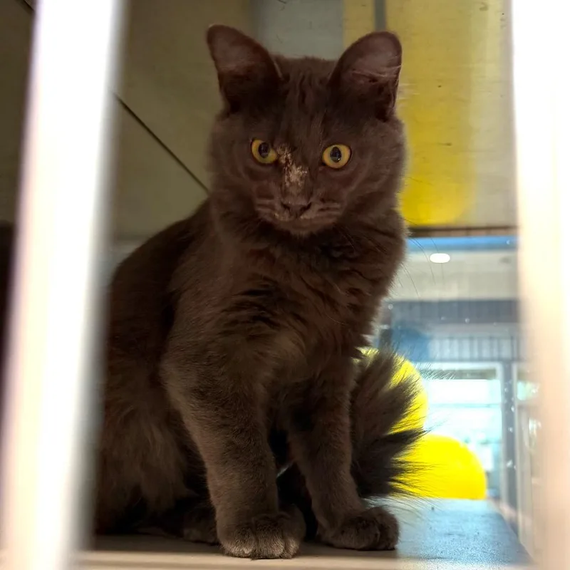 A baby small-sized female Domestic Medium Hair cat named Maxi for adoption in Midland, TX