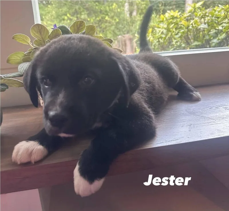 A baby large-sized male Mixed Breed dog named Jester for adoption in Groveland, MA