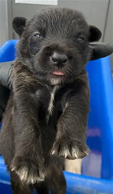 A baby large-sized male Mixed Breed dog named Snow for adoption in Dallas, TX