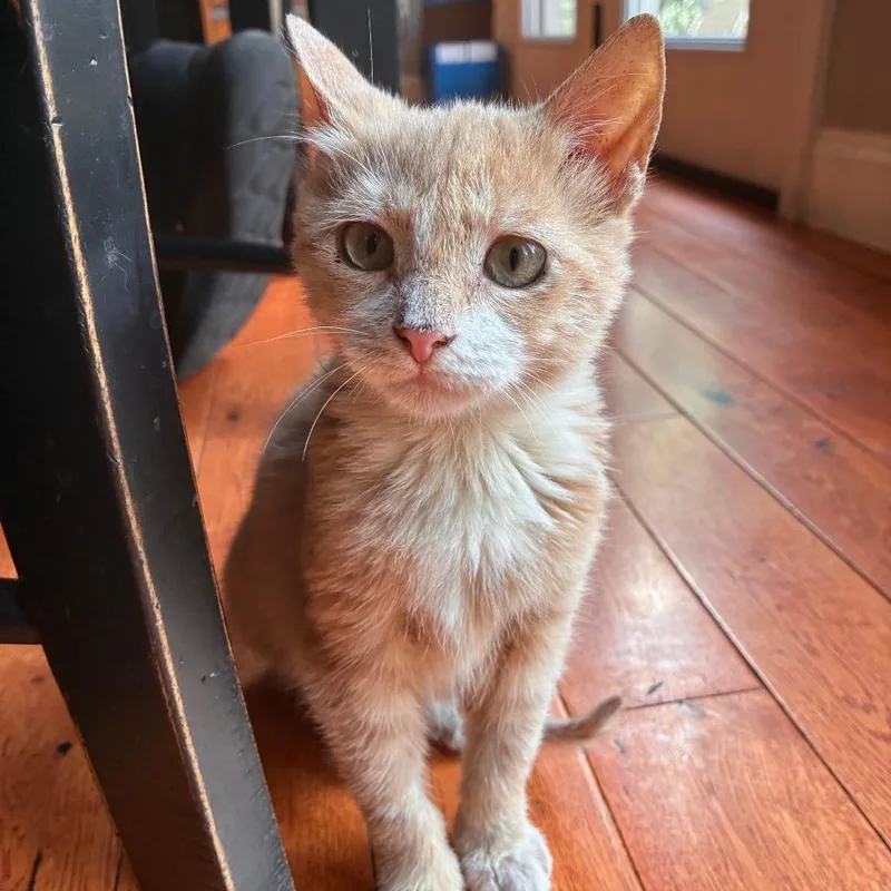 A baby small-sized male Buff / Tan / Fawn Domestic Short Hair cat named Winnie for adoption in Saugerties, NY