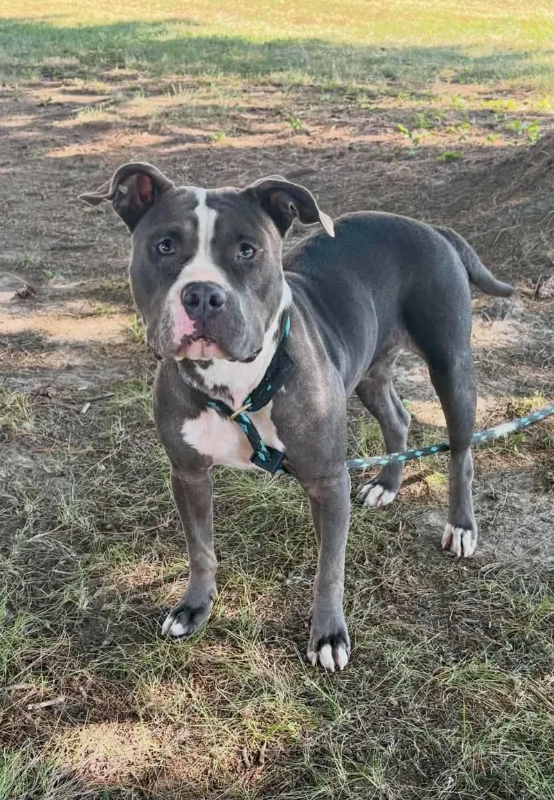 An adult medium-sized female Gray / Blue / Silver Pit Bull Terrier dog named Magnolia for adoption in Springfield, IL