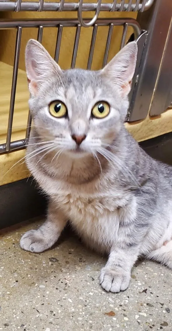 A young medium-sized female Domestic Short Hair cat named Misty for adoption in Port Jefferson Station, NY