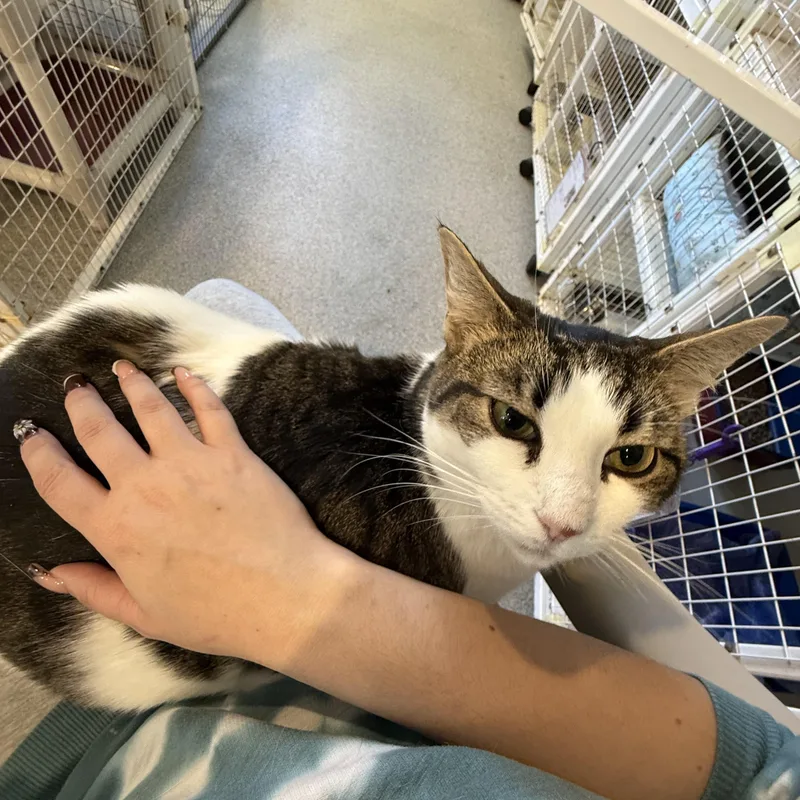 An adult extra large-sized female Domestic Short Hair cat named Lianna for adoption in Clifton, NJ