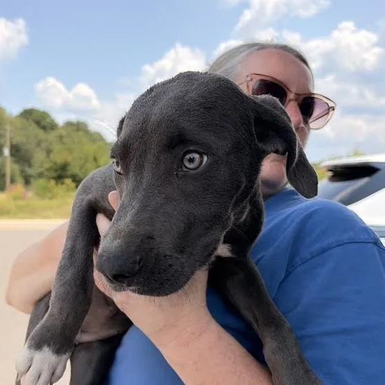 A baby small-sized female Gray / Blue / Silver Weimaraner dog named Avalon for adoption in Marshall, TX