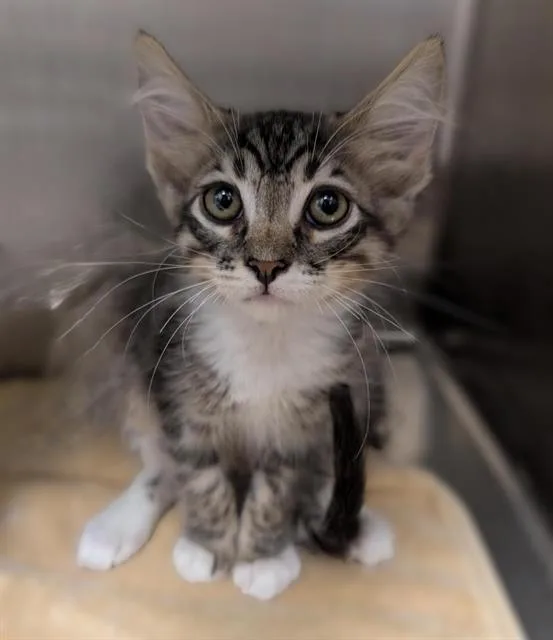 A baby small-sized male Domestic Short Hair cat named Pimento for adoption in Sacramento, CA
