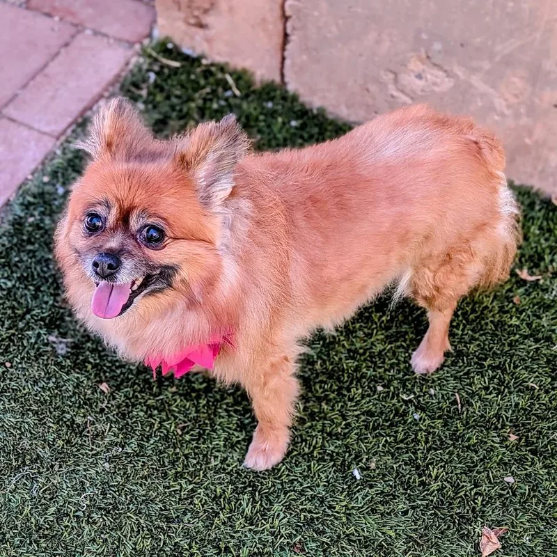 Bella