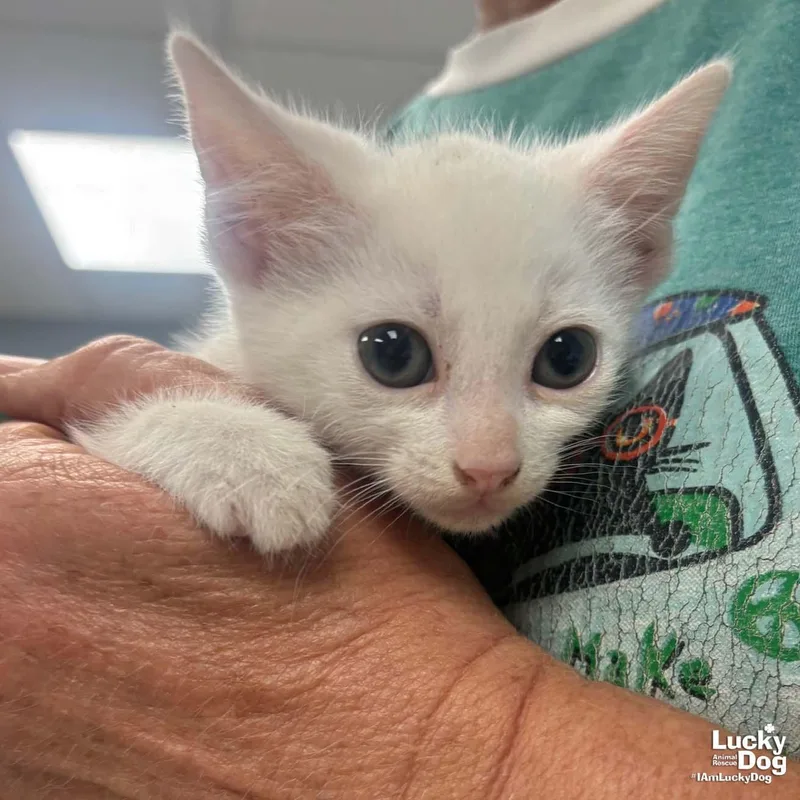 A baby medium-sized female White Domestic Short Hair cat named Hydrangea for adoption in Washington, DC
