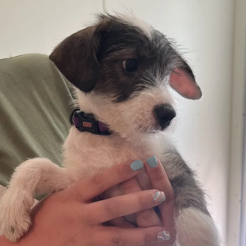 Bebe
