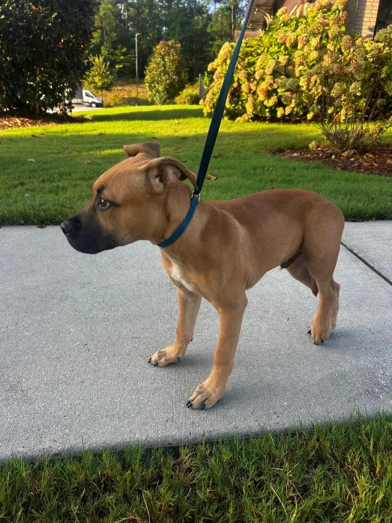 A baby medium-sized male Mixed Breed dog named Benji for adoption in Douglasville, GA