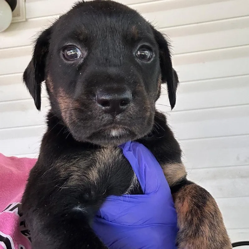 A baby small-sized male Black Labrador Retriever dog named Grover for adoption in Valley, AL