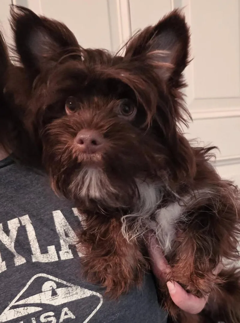 A young small-sized male Yorkshire Terrier dog named Reed for adoption in Cambridge, MD
