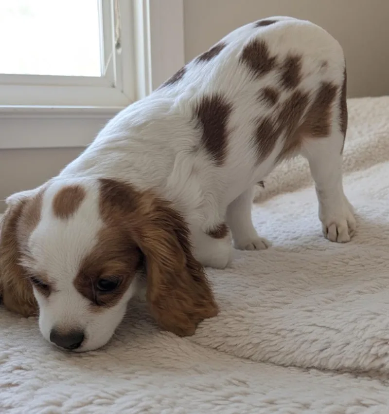 Bentley thumbnail 2