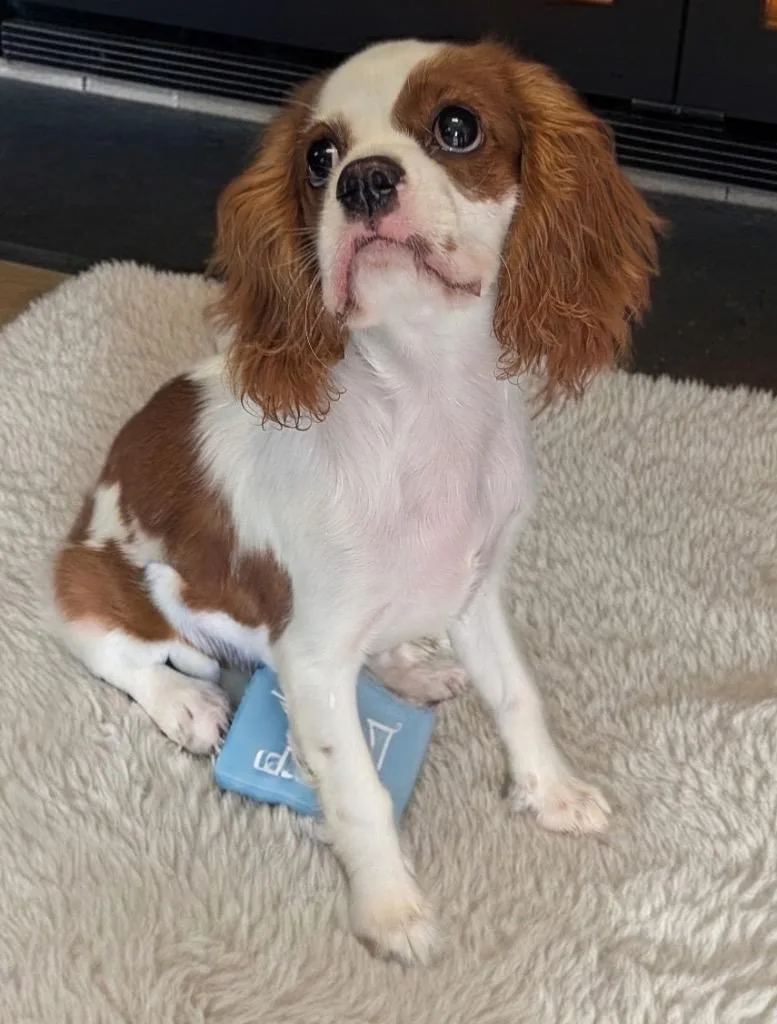 Bentley thumbnail 3
