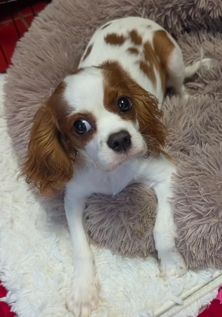 Bentley thumbnail 4