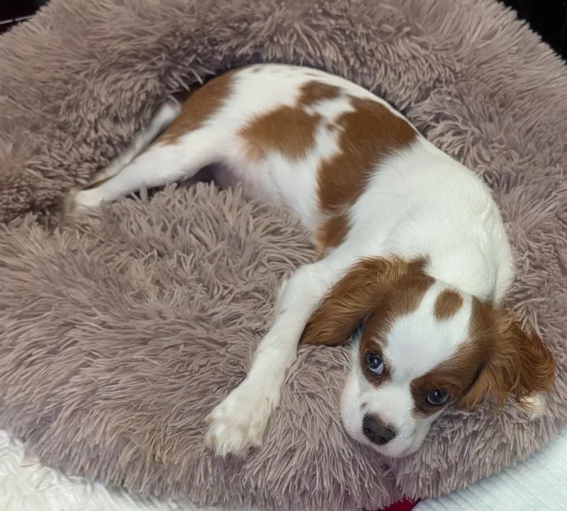 Bentley thumbnail 5