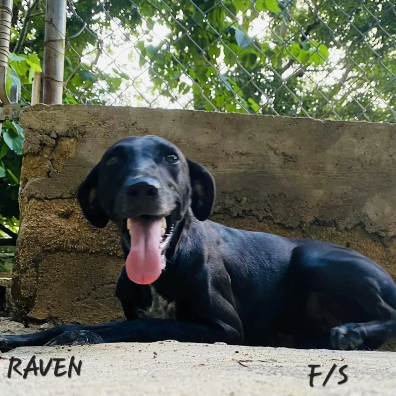 A young medium-sized female Labrador Retriever dog named Raven for adoption in Milford, NH