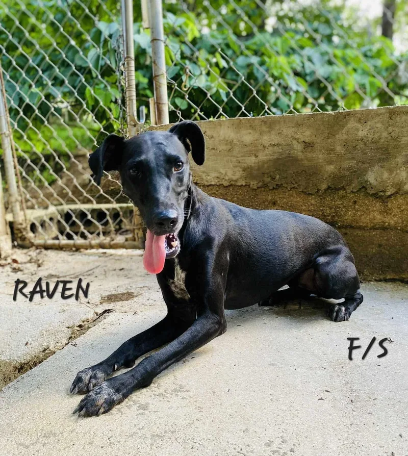 Raven thumbnail 3