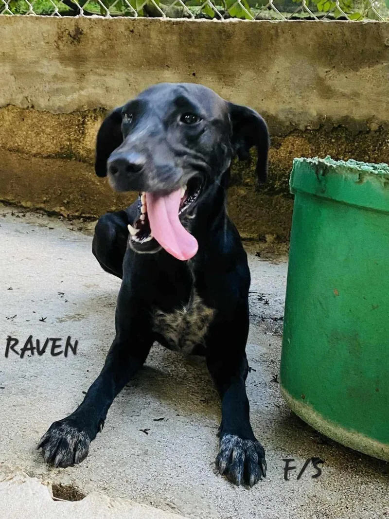 Raven thumbnail 4