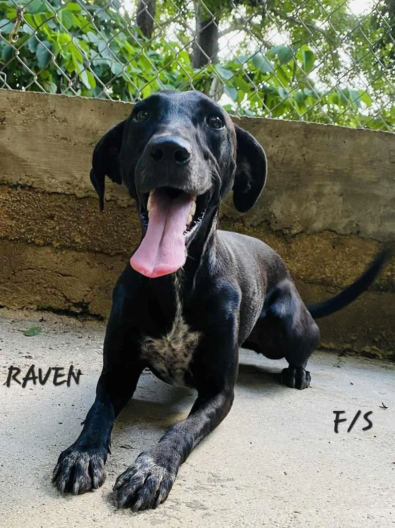 Raven thumbnail 5