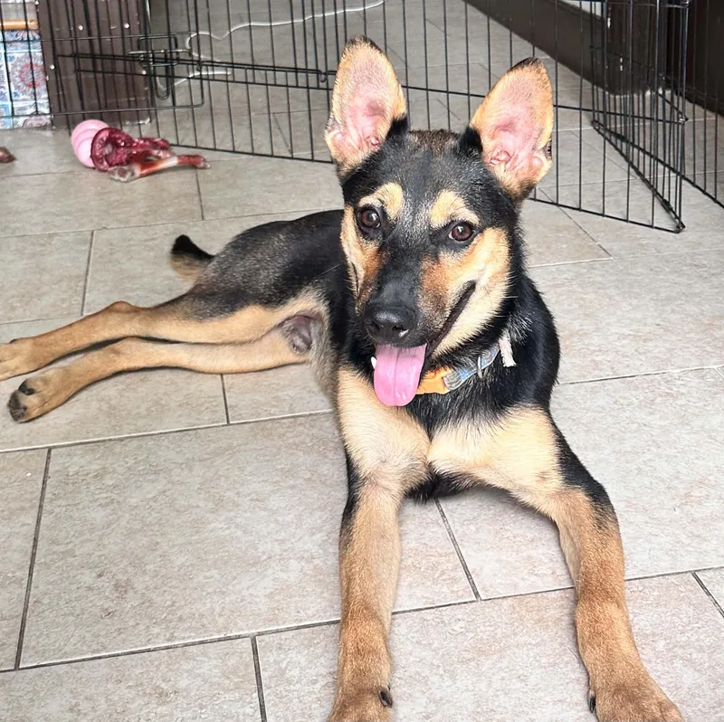 A baby medium-sized male German Shepherd Dog dog named Moose for adoption in Houston, TX