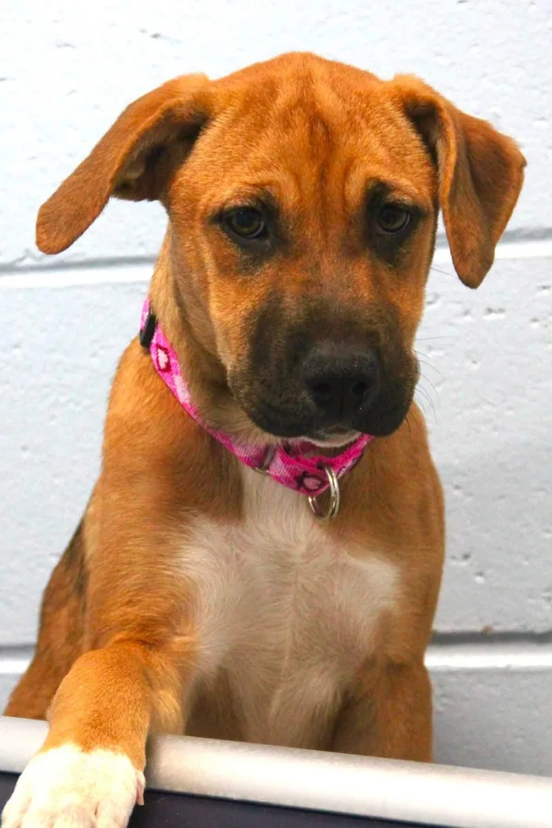 A young medium-sized female Mixed Breed dog named Butterscotch for adoption in Appleton, WI