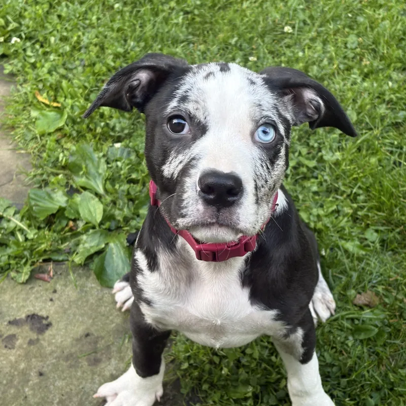 A baby medium-sized female Black Pit Bull Terrier dog named Sky for adoption in Cleveland, OH