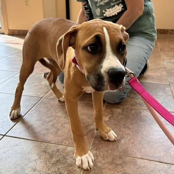 A baby medium-sized female Golden Collie dog named Little Baby for adoption in Stanhope, NJ