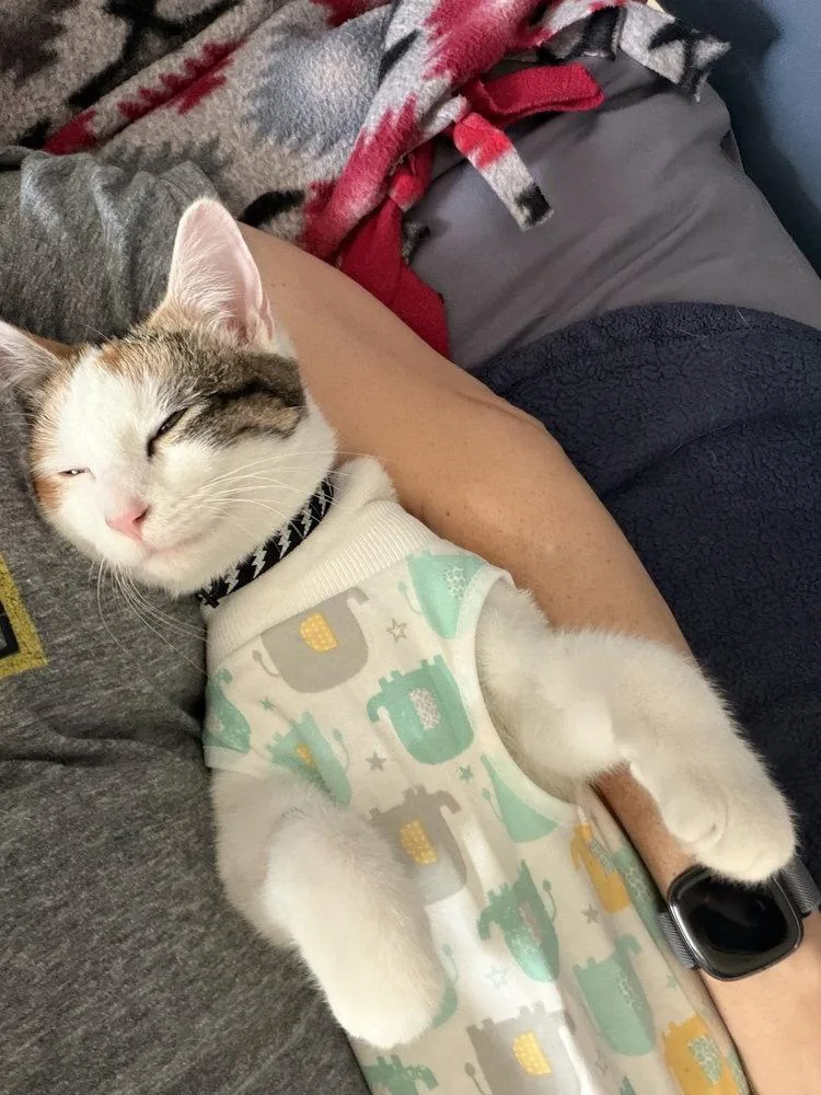 A young medium-sized female Turkish Van cat named Dottie for adoption in O'Fallon, MO
