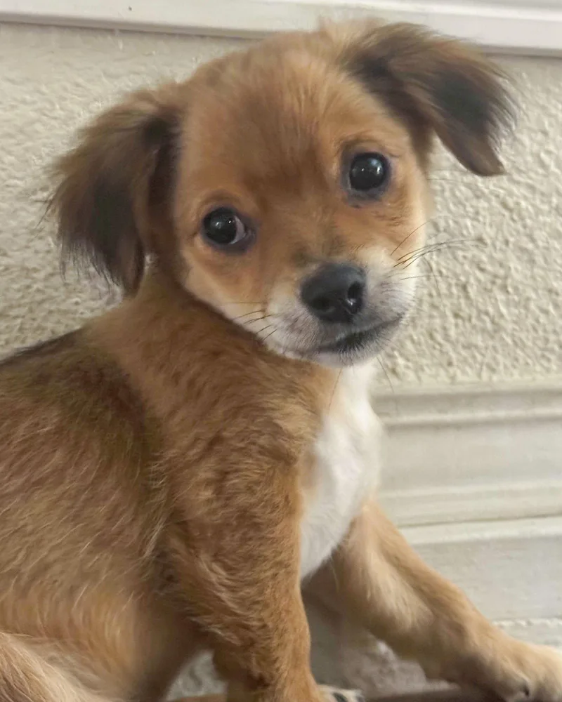 A baby small-sized male Chihuahua dog named Ricky for adoption in Corona, CA