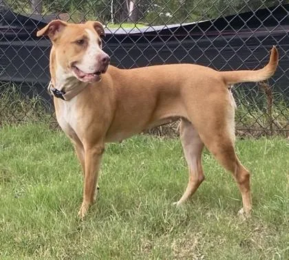 An adult medium-sized female Pit Bull Terrier dog named Lexi for adoption in Conway, SC