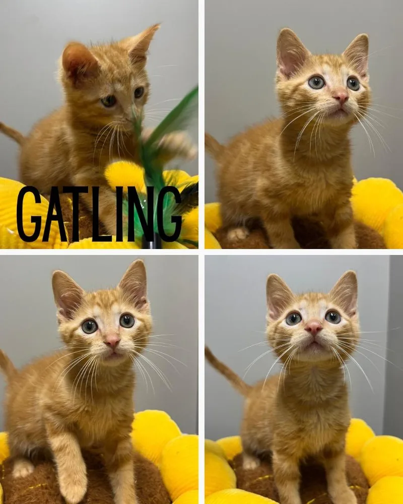 A baby small-sized male Domestic Short Hair cat named Gatling for adoption in Pierceton, IN