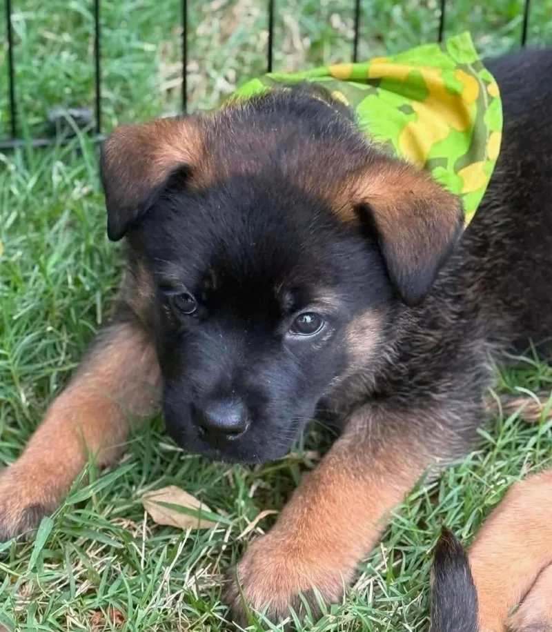 A baby medium-sized male Shepherd dog named Bear for adoption in Columbia, IL