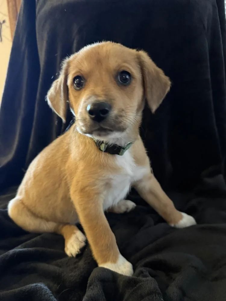A baby medium-sized male Beagle dog named Birdie Baby  Penguin for adoption in Aurora, CO