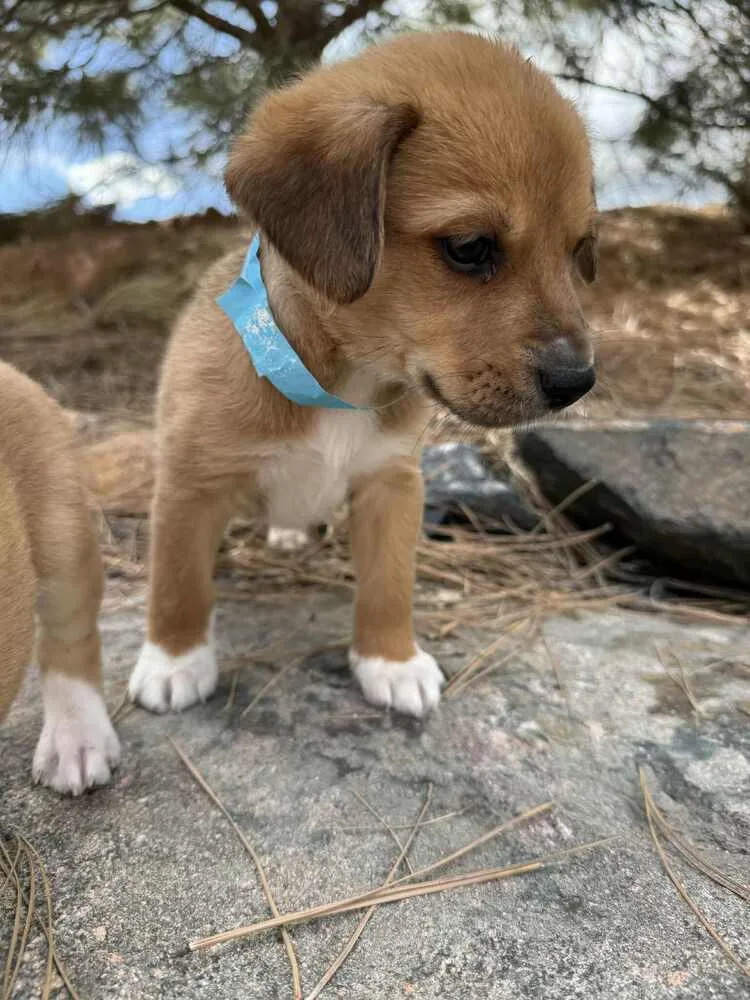 Birdie Baby  Penguin thumbnail 3